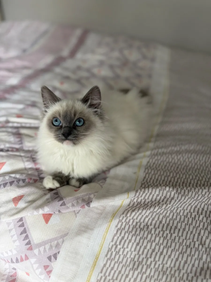 Ragdoll kitten - Image 3