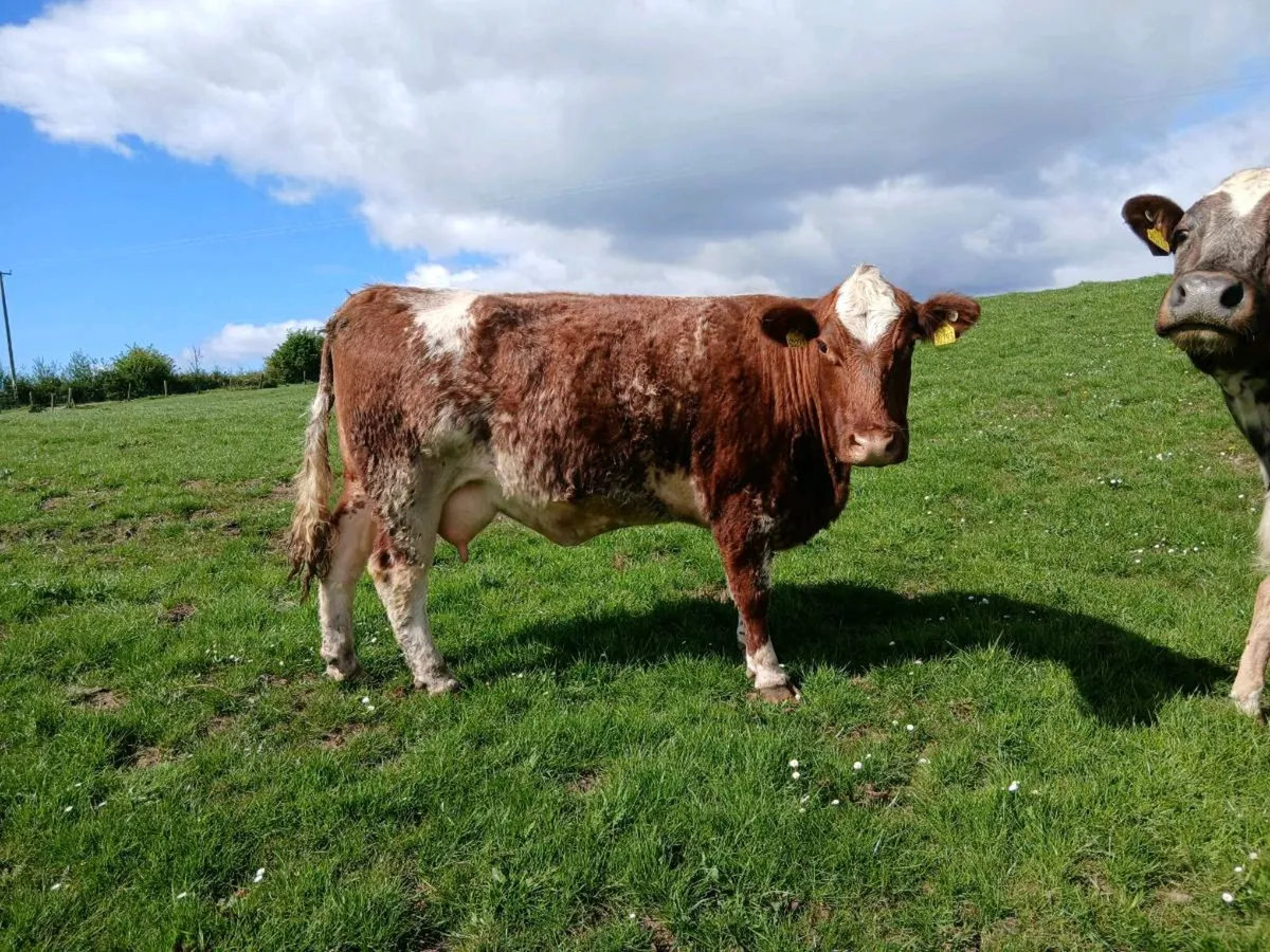 Cows and calfs and incalf cow - Image 3