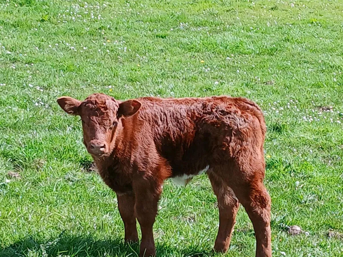 Cows and calfs and incalf cow - Image 4