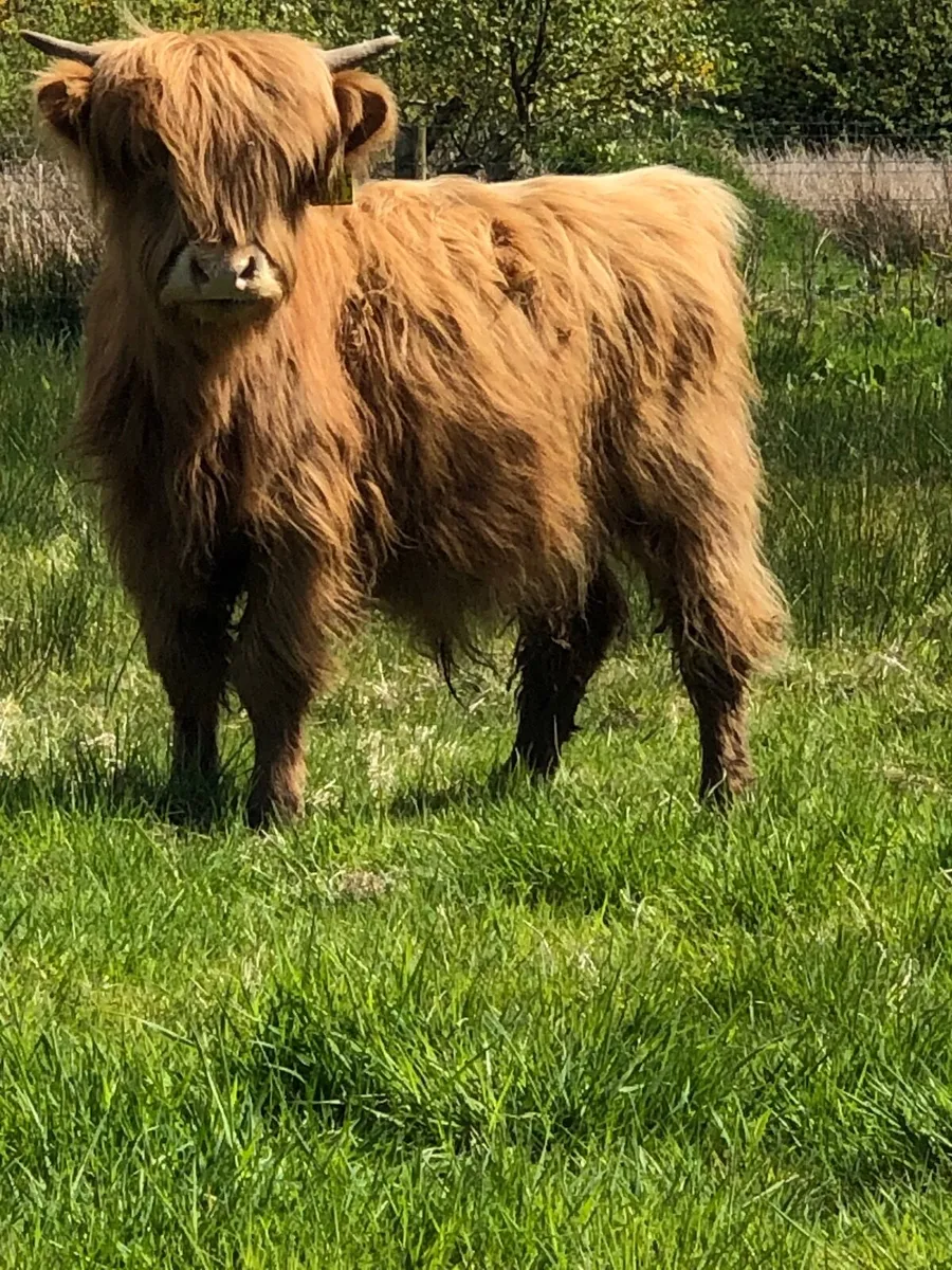 3 pedigree highland bull calves - Image 2