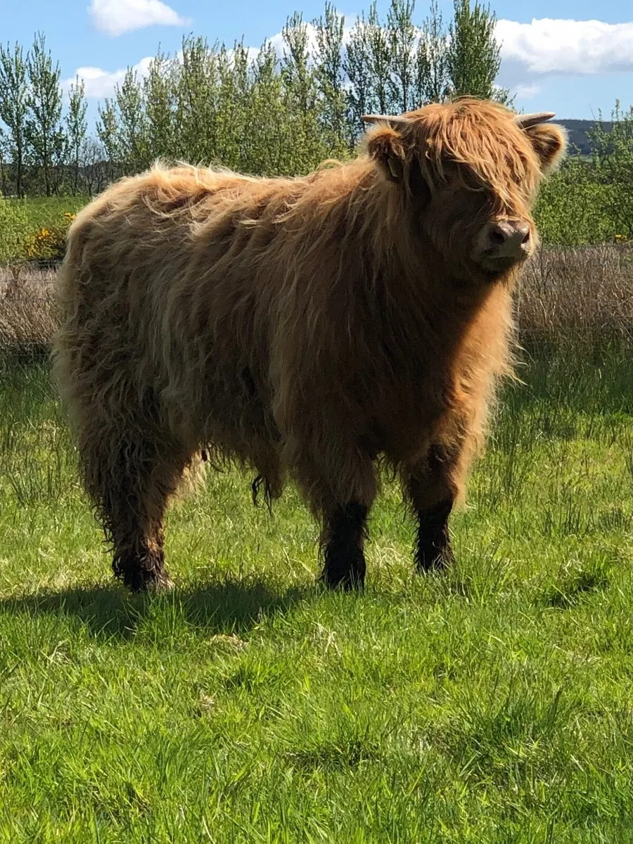 3 pedigree highland bull calves - Image 3