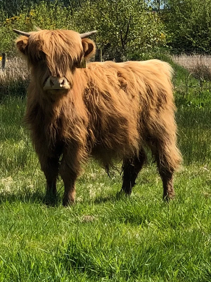 3 pedigree highland bull calves - Image 4