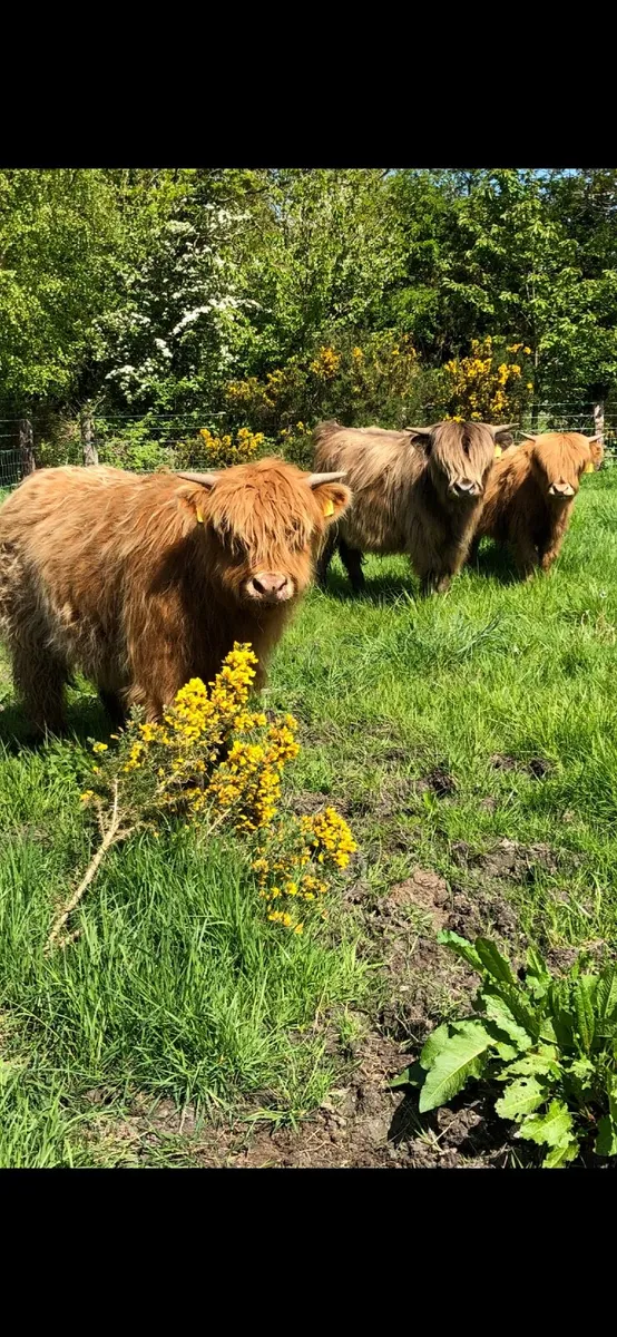3 pedigree highland bull calves - Image 1