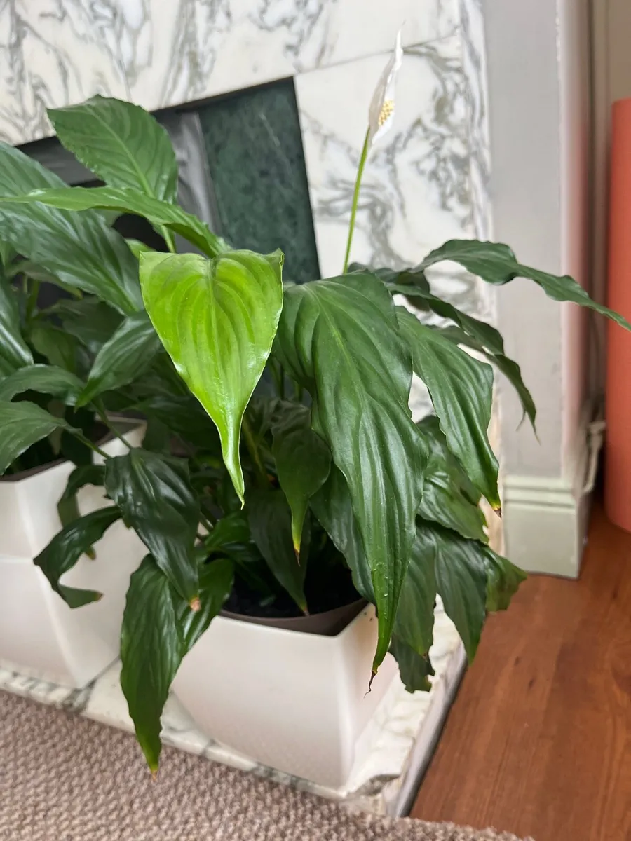 Peace Lily (Spathiphyllum) - Image 2