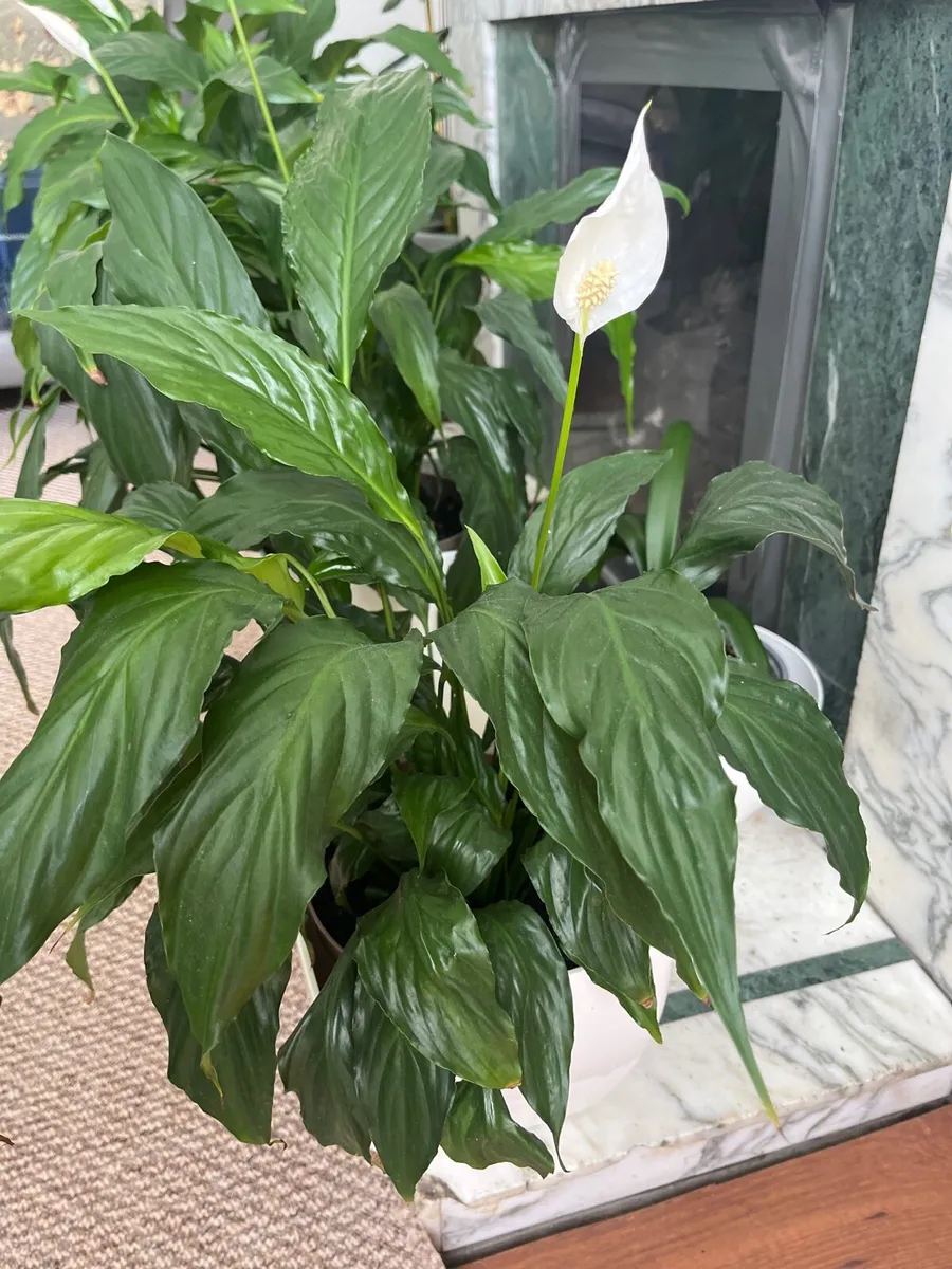 Peace Lily (Spathiphyllum) - Image 1