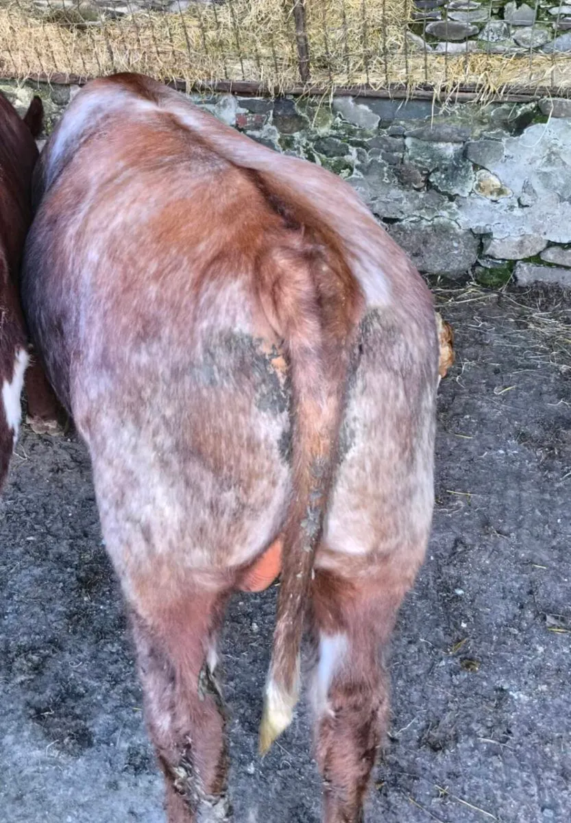 Roan Pedigree Beef shorthorn bull - Image 4