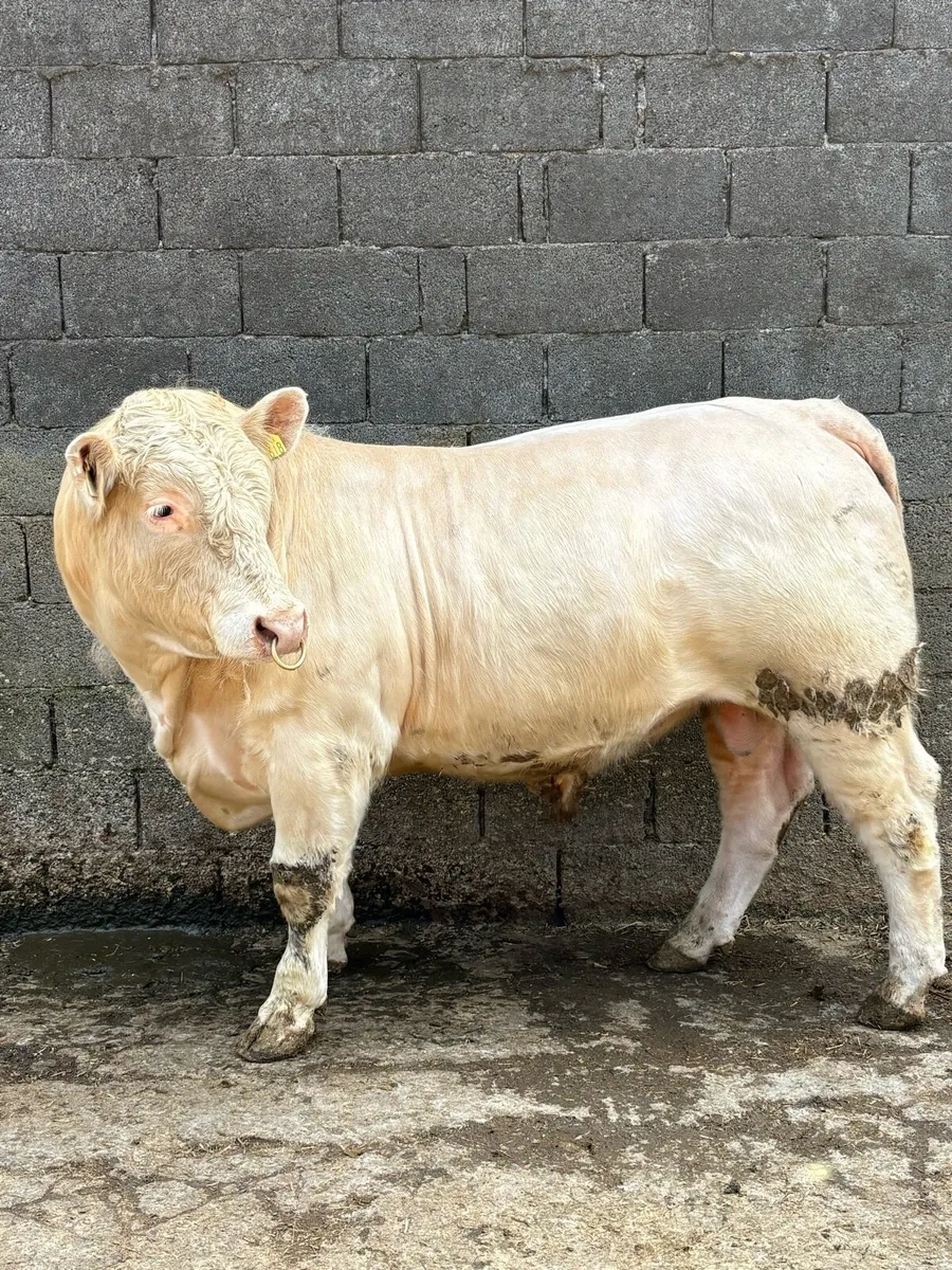 Charolais Bull - Image 1