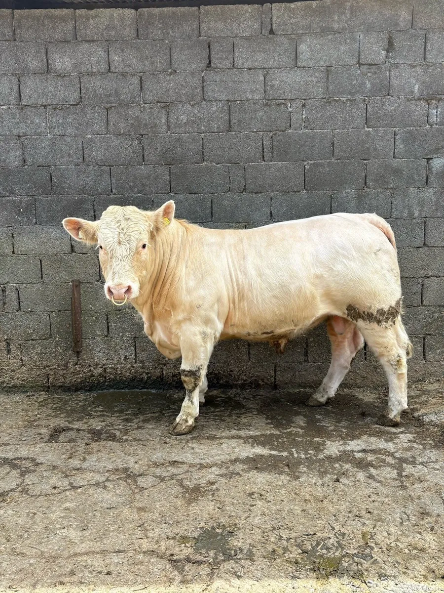 Charolais Bull - Image 2