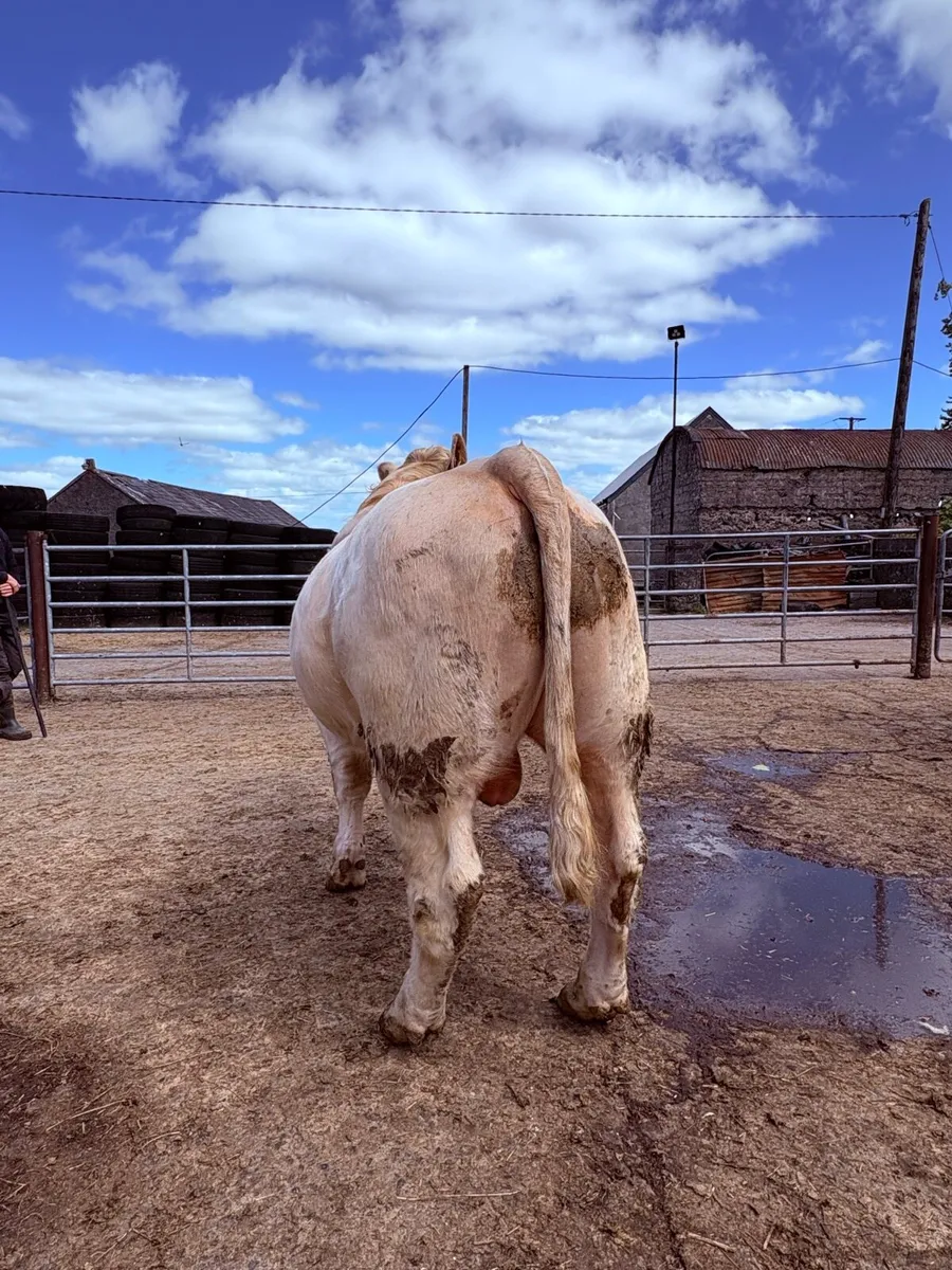 Charolais Bull - Image 3