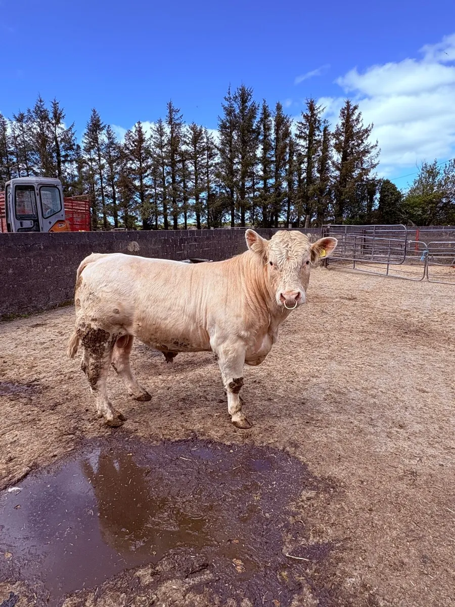 Charolais Bull - Image 4