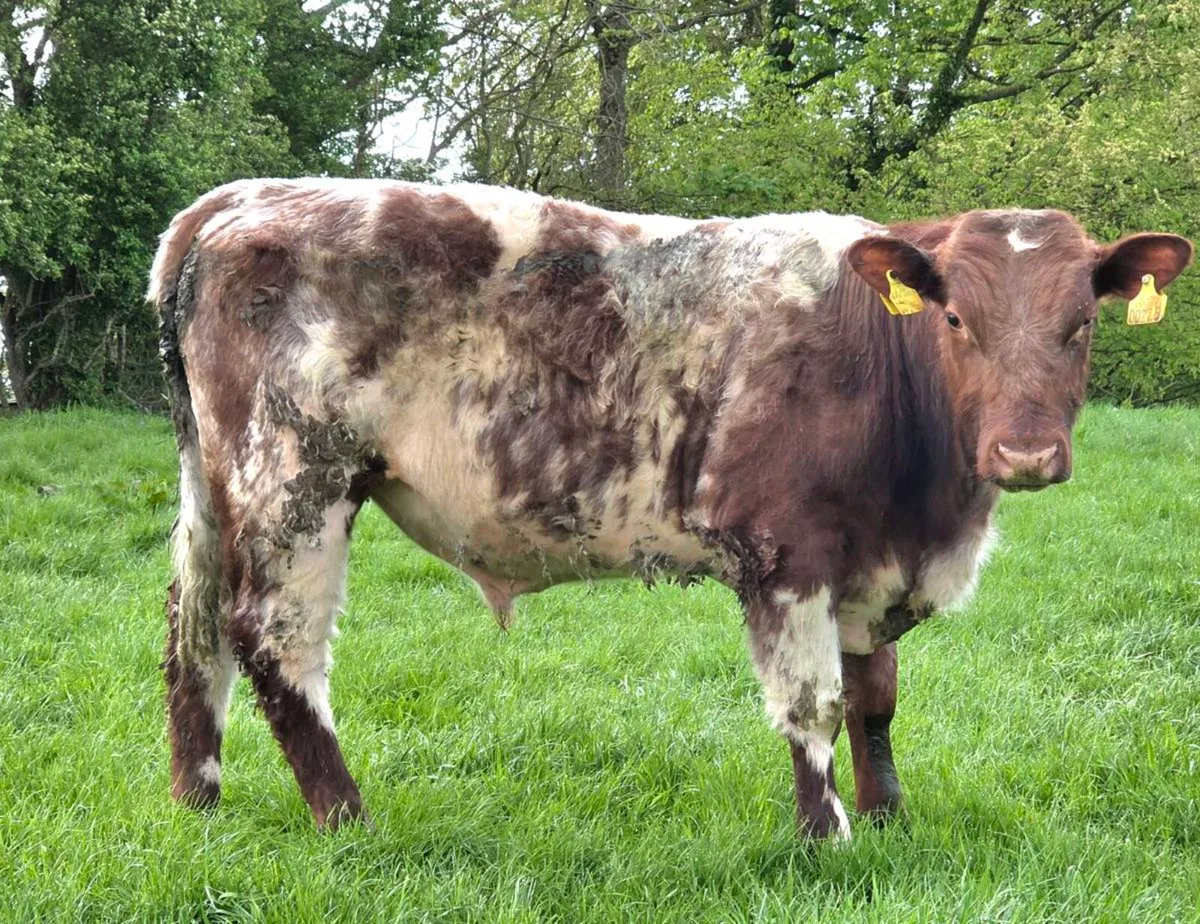 Shorthorn bull - Image 3