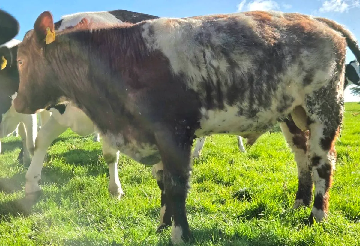 Shorthorn bull - Image 4
