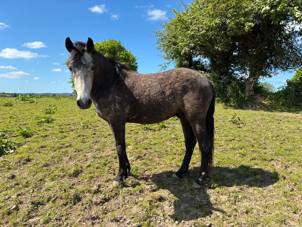 2 year old gelding - Image 3