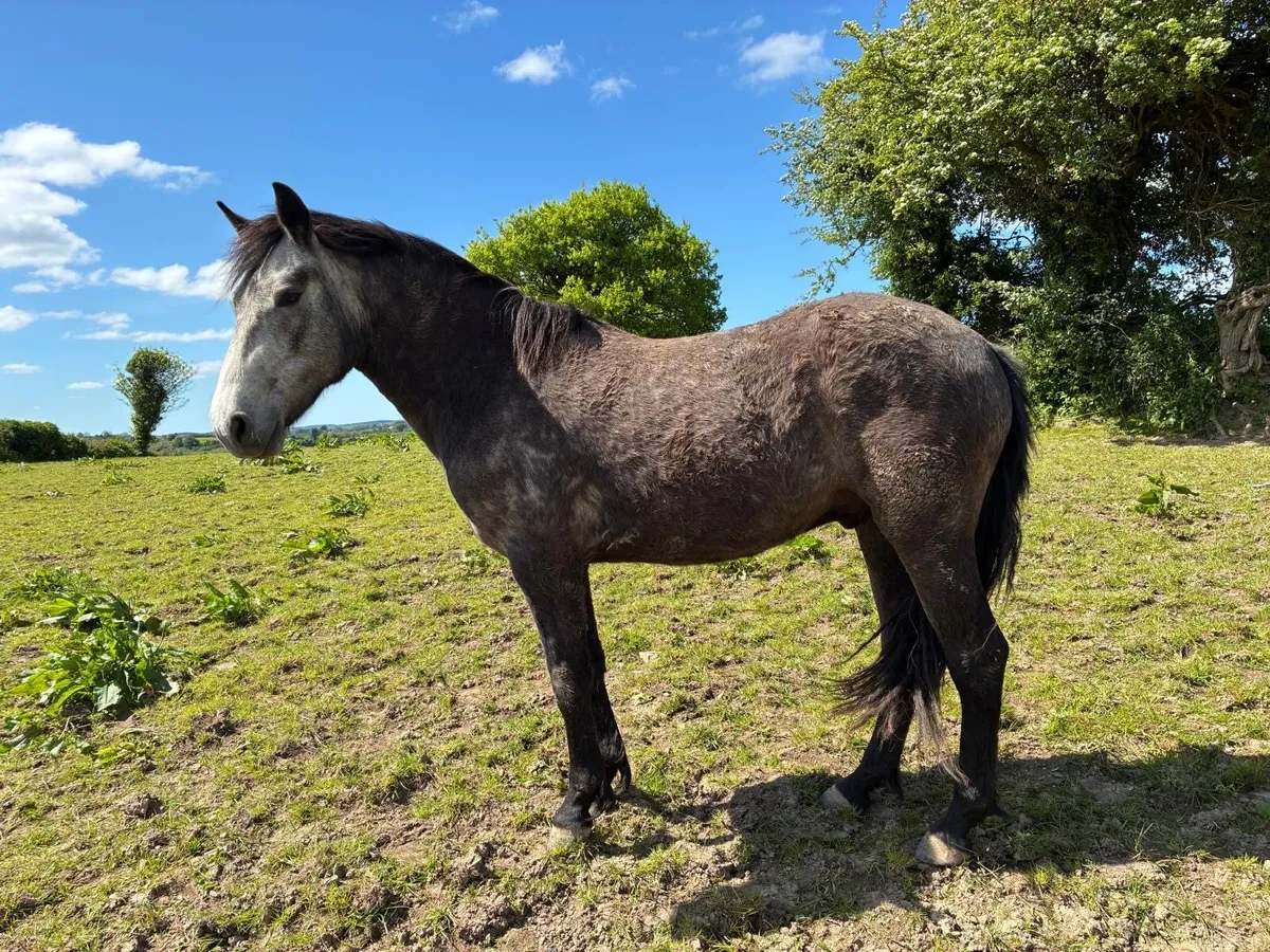 2 year old gelding - Image 2
