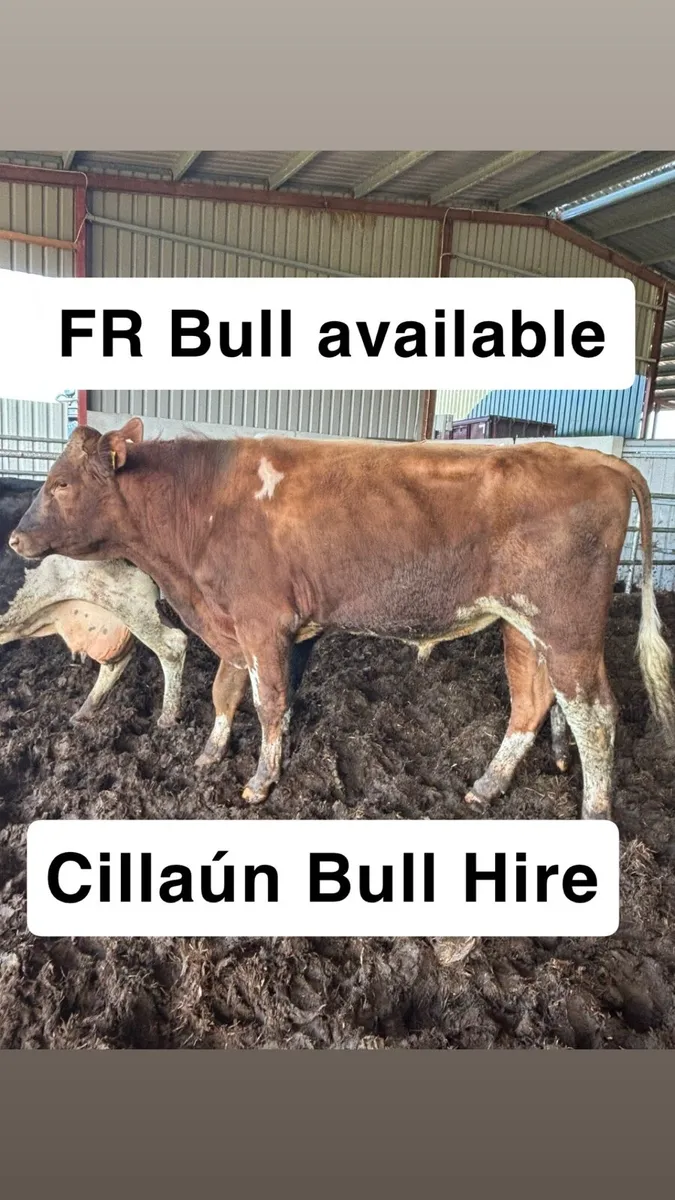 FR BULL FOR HIRE - Image 1