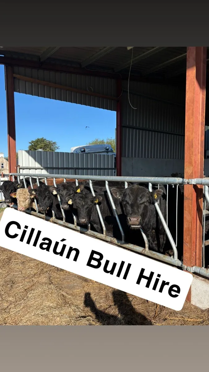 FR BULL FOR HIRE - Image 2