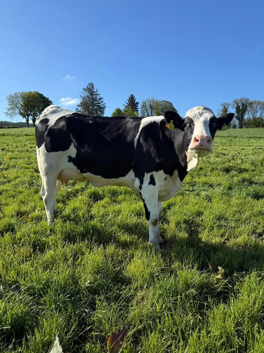 Fresh calved heifers - Image 1