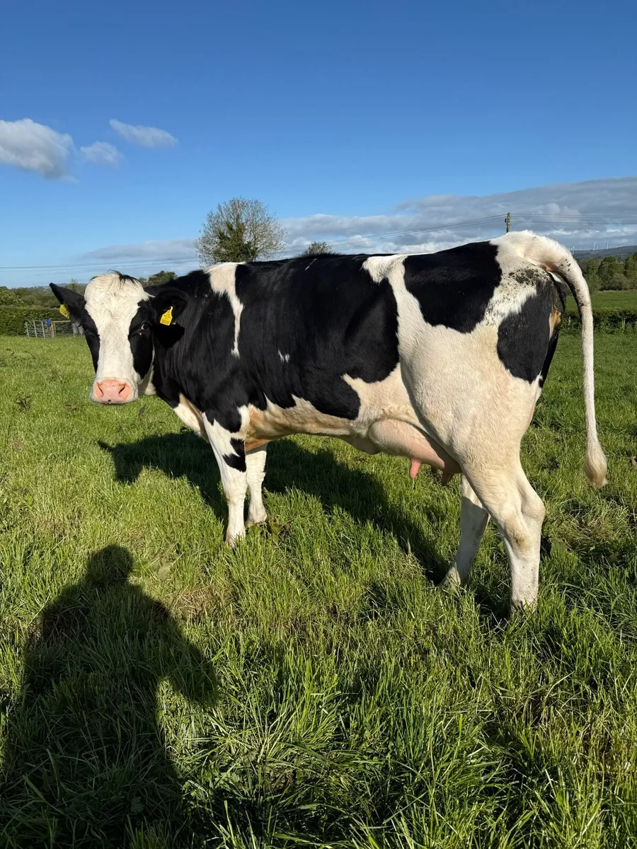 Fresh calved heifers - Image 4