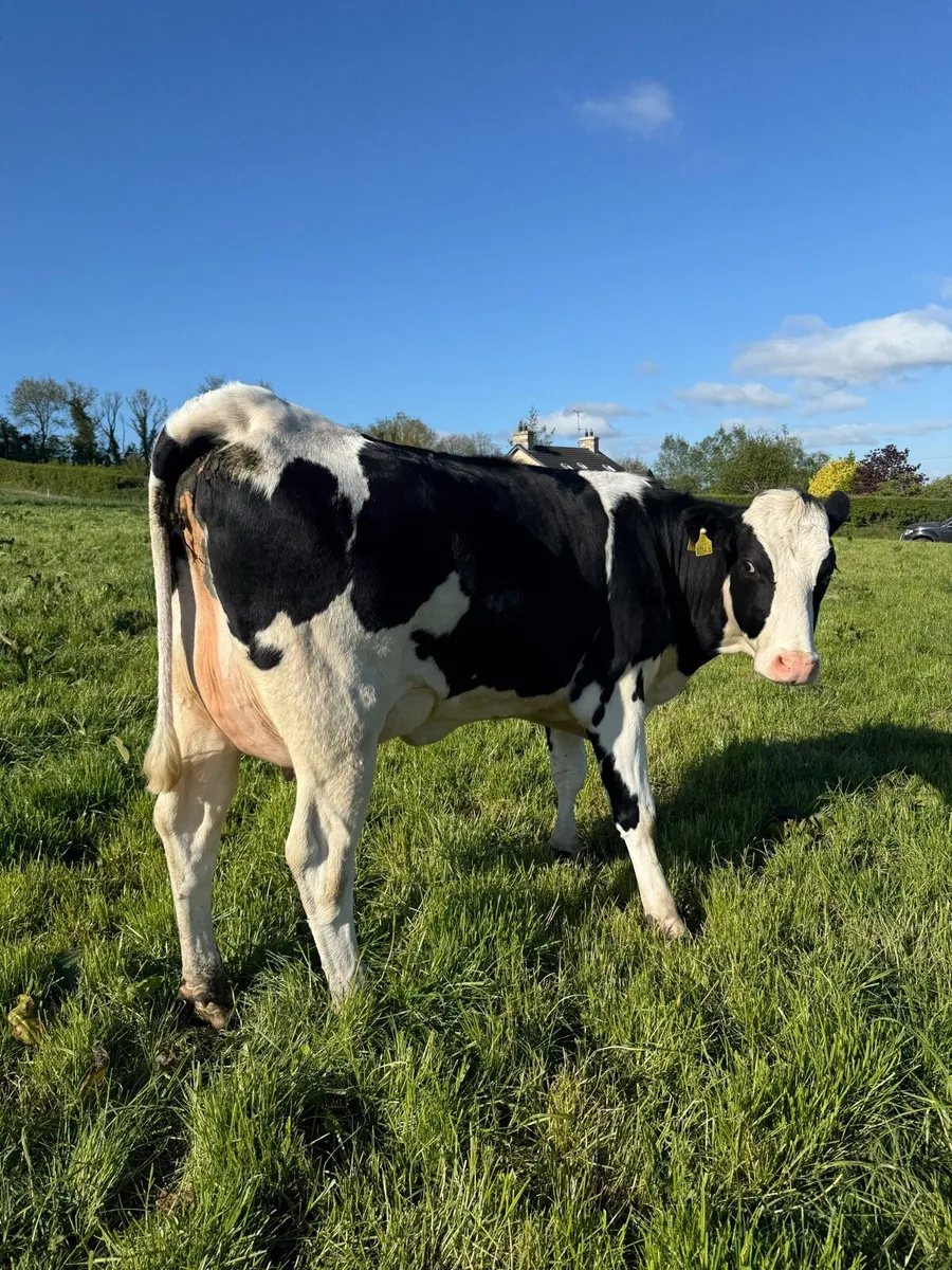 Fresh calved heifers - Image 2