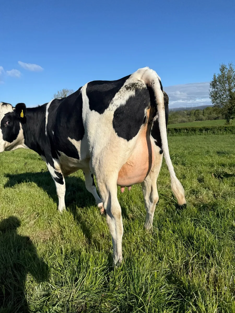 Fresh calved heifers - Image 3