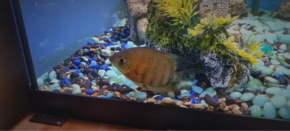 Aqua Dreams 60 | fish tank - Image 3