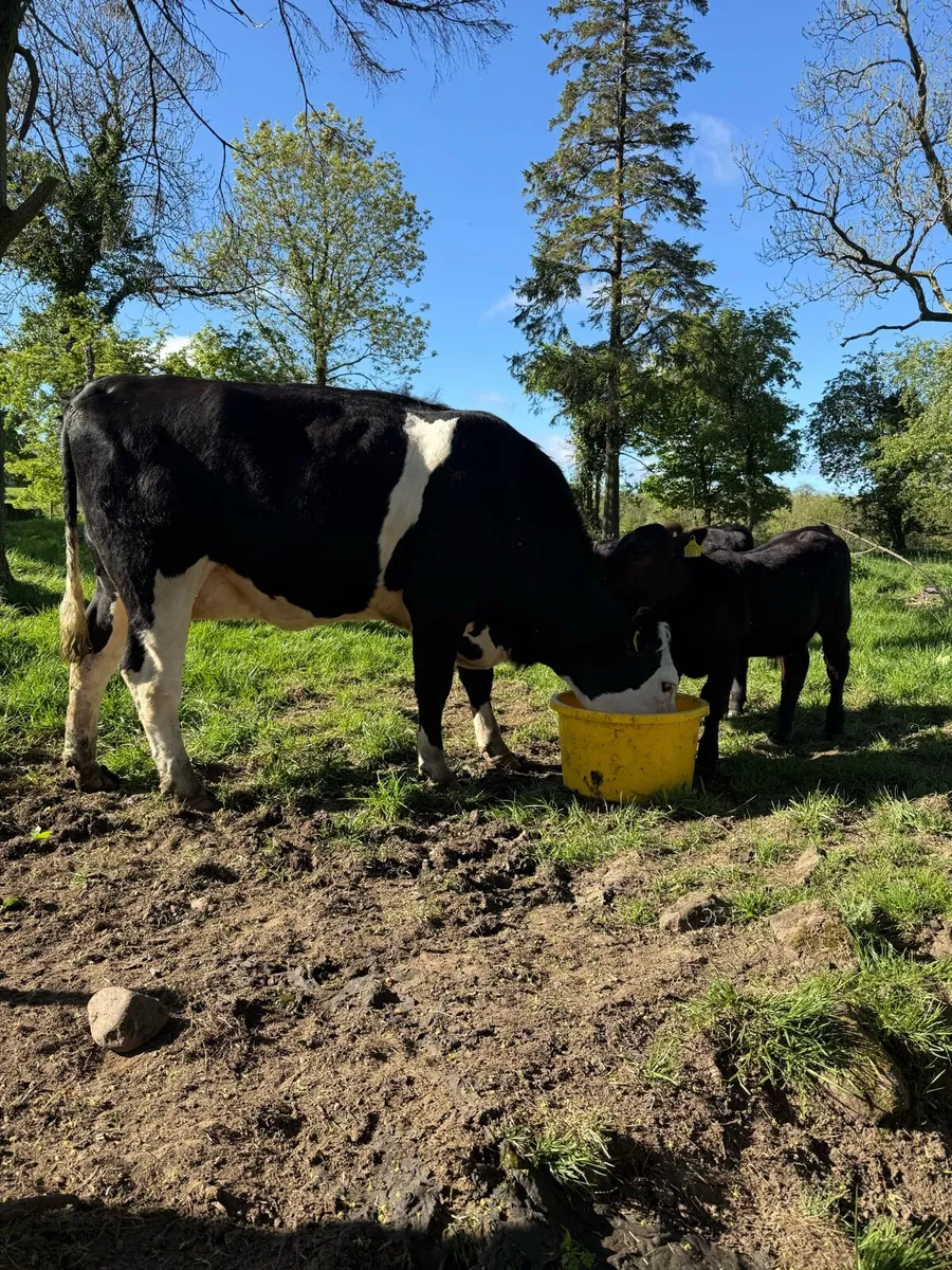 First calver with 2 calves at foot - Image 1