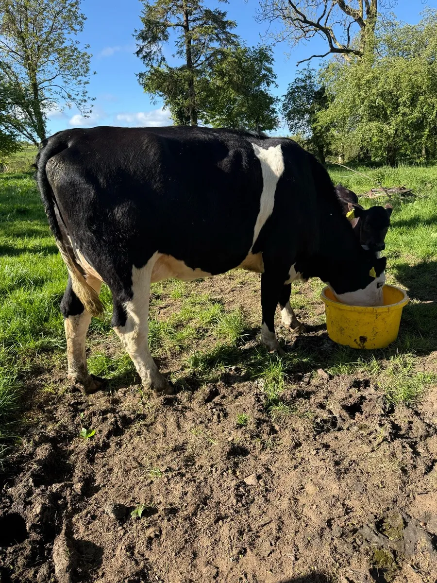 First calver with 2 calves at foot - Image 2