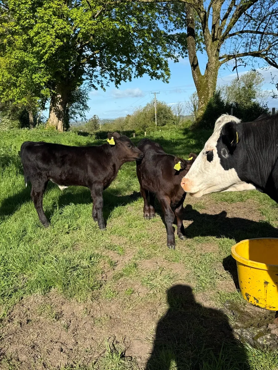 First calver with 2 calves at foot - Image 3
