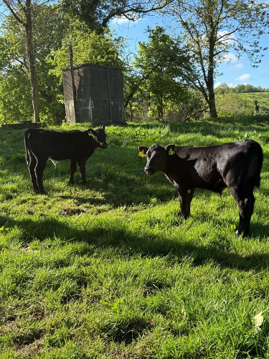 First calver with 2 calves at foot - Image 4