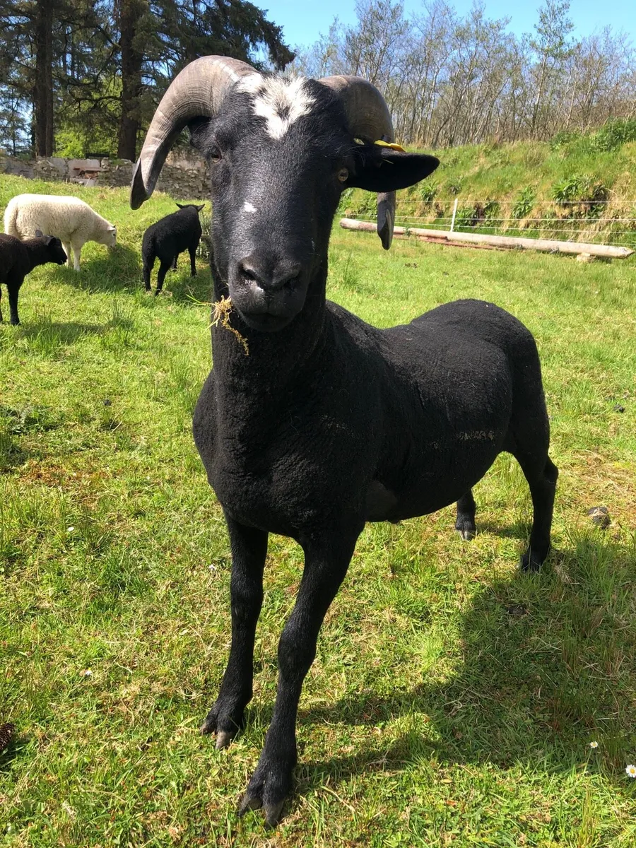 ZWARTBLE CROSS RAM FOR SALE - Image 1