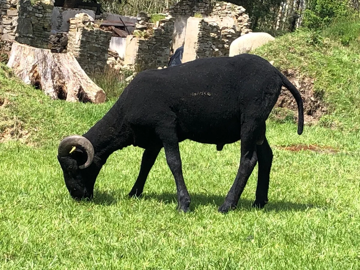 ZWARTBLE CROSS RAM FOR SALE - Image 4