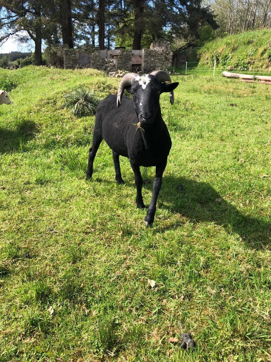 ZWARTBLE CROSS RAM FOR SALE - Image 2
