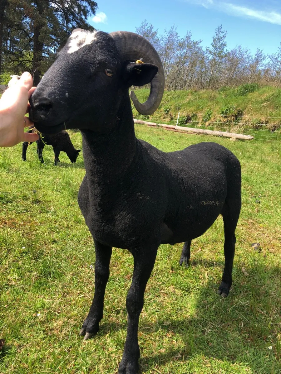 ZWARTBLE CROSS RAM FOR SALE - Image 3