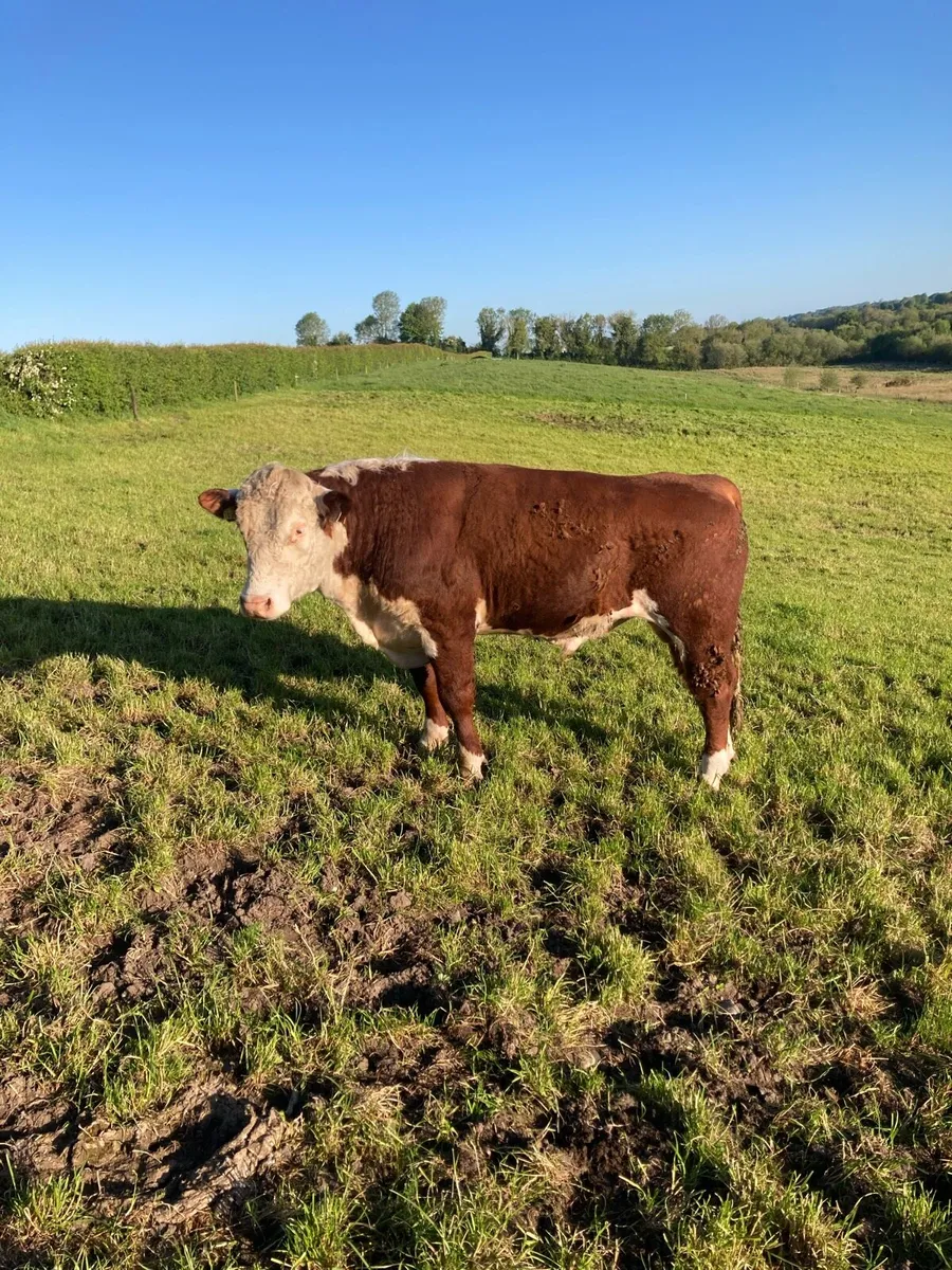 Hereford bull - Image 4