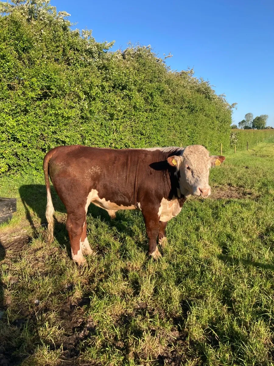Hereford bull - Image 1