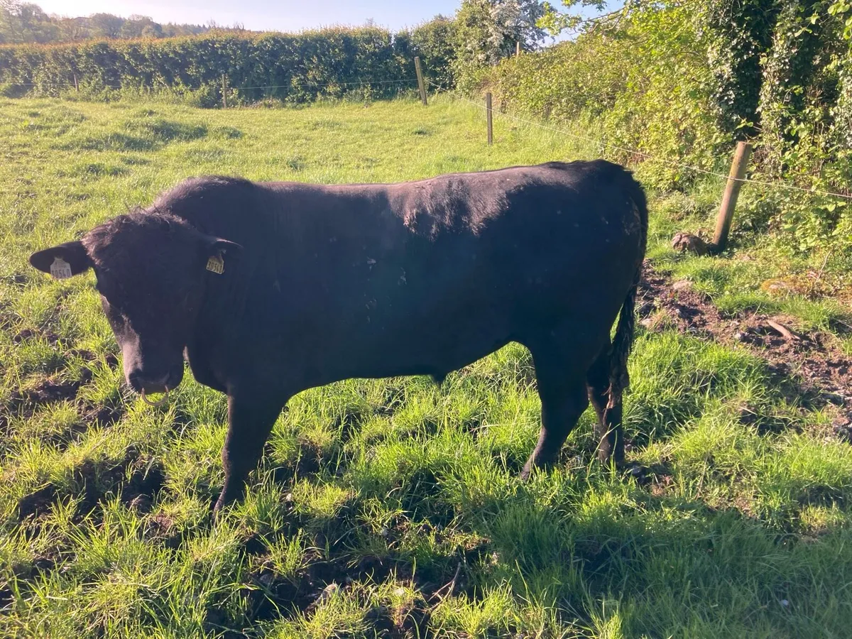 Angus and Hereford bulls - Image 2