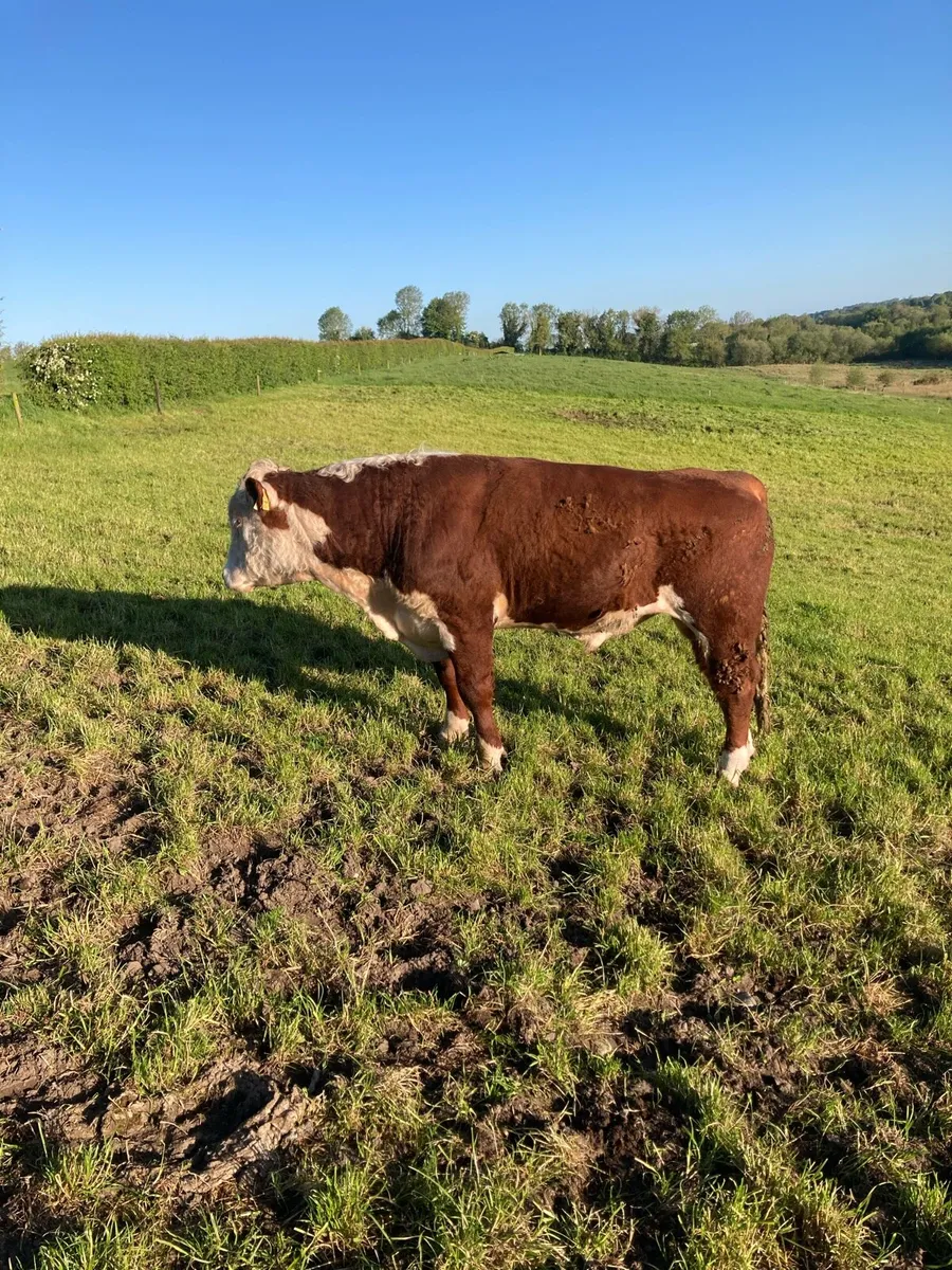 Angus and Hereford bulls - Image 3