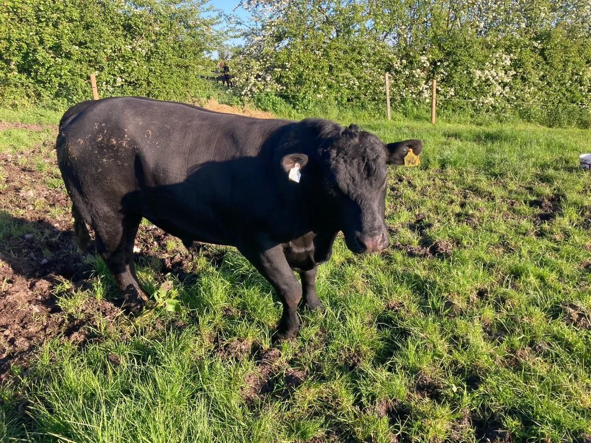 Angus and Hereford bulls - Image 4