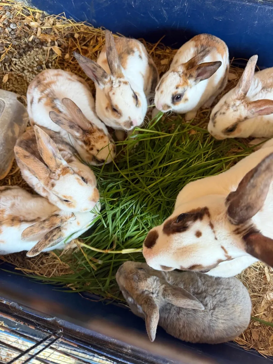Mini Rex Male Baby Rabbit - Image 2