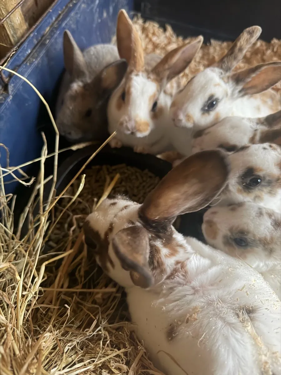 Mini Rex Male Baby Rabbit - Image 3