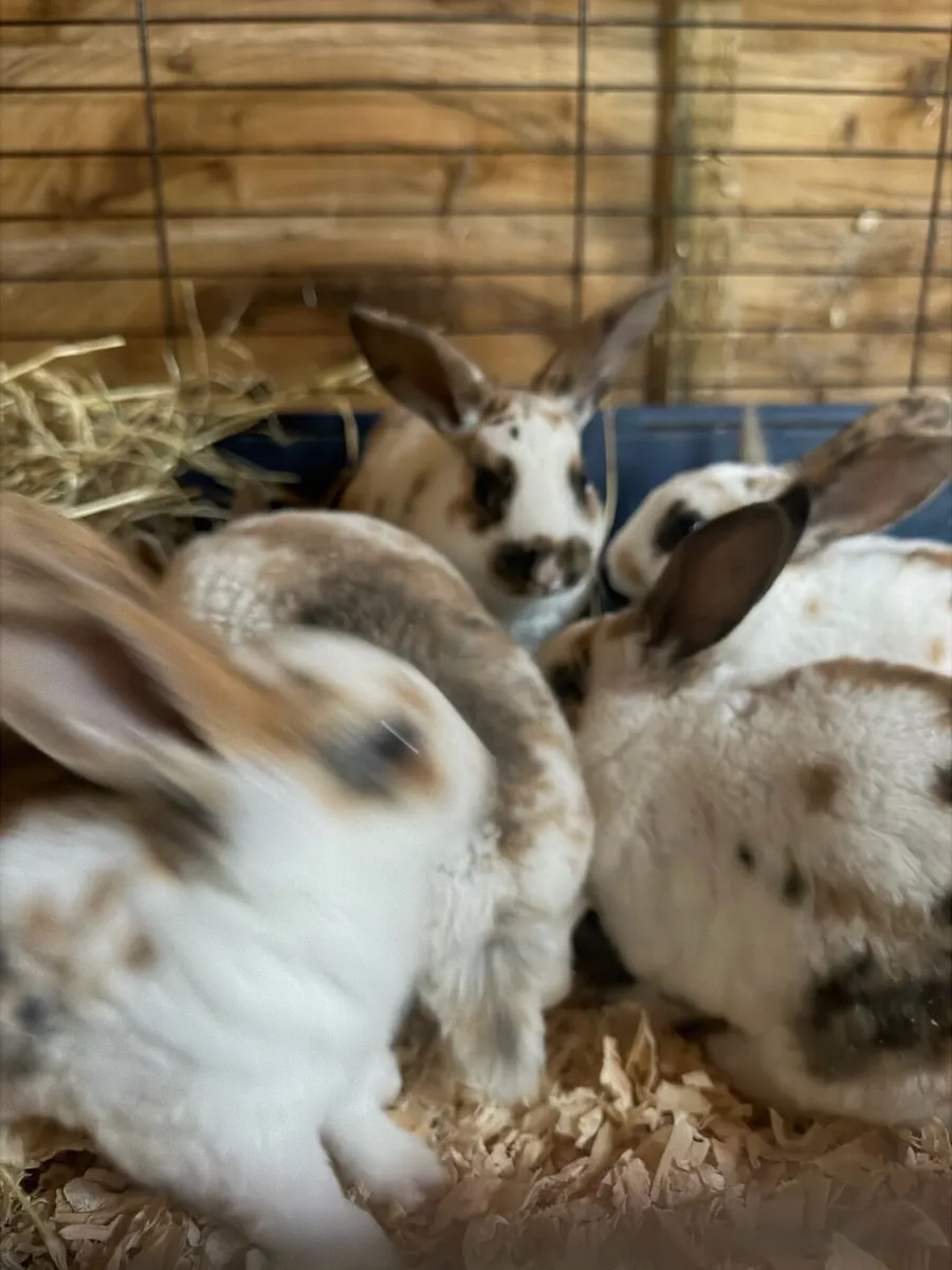 Mini Rex Male Baby Rabbit - Image 4