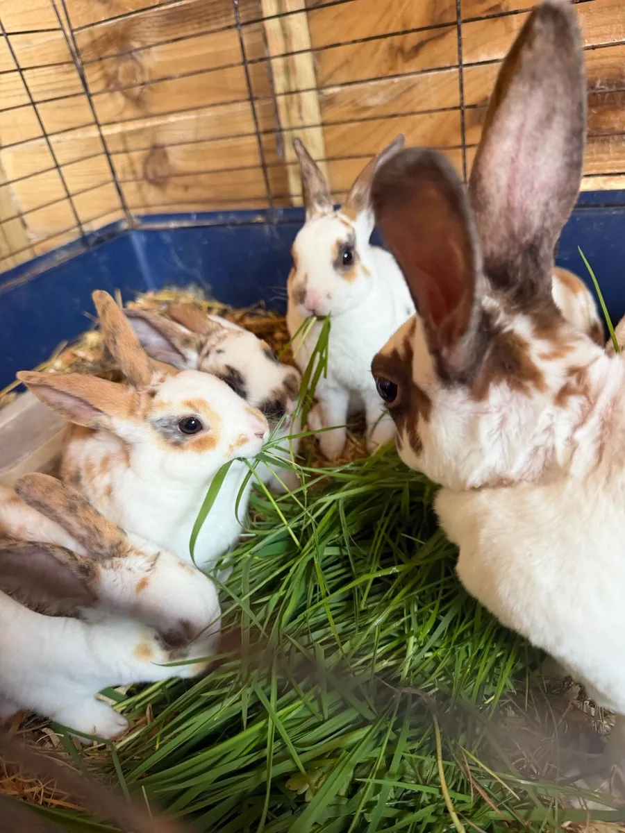 Mini Rex Male Baby Rabbit - Image 1