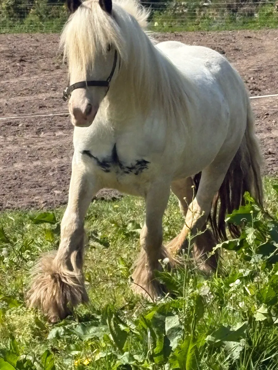 3 year old filly - Image 4