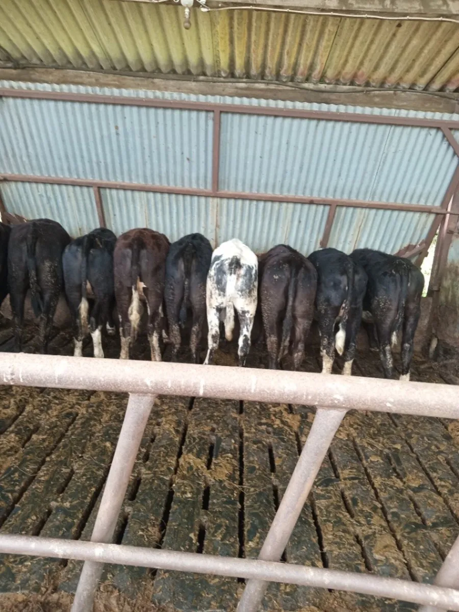 Heifers - Image 1
