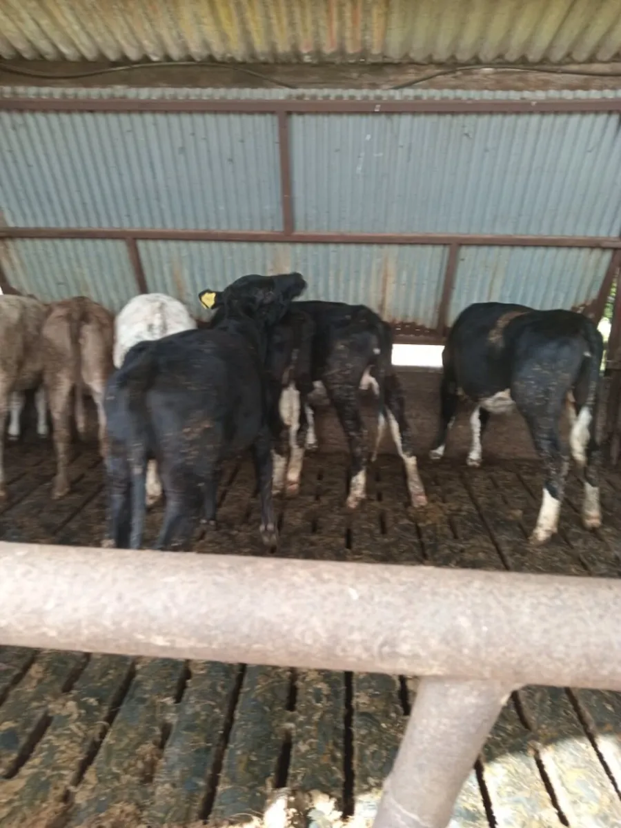 Heifers - Image 3