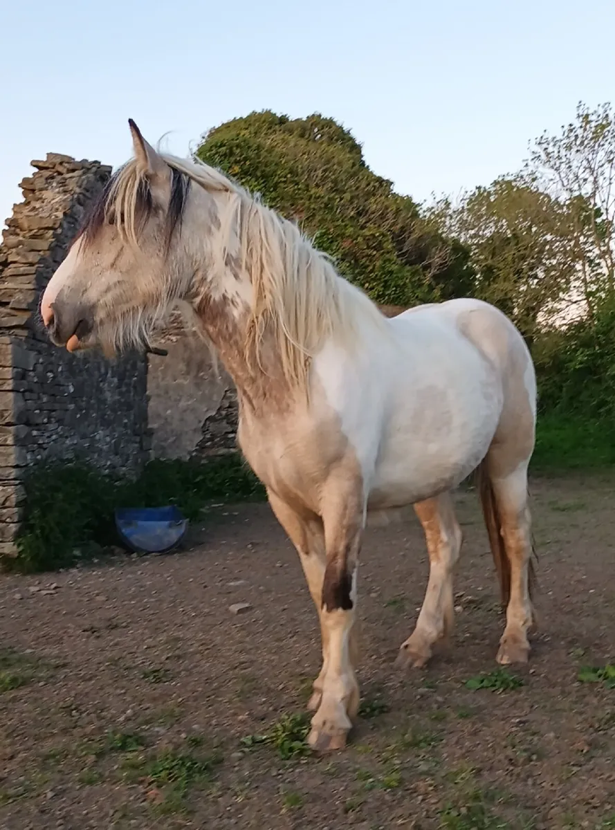 Beautiful filly - Image 2