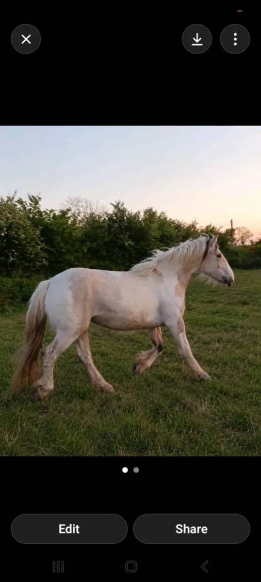 Beautiful filly - Image 3
