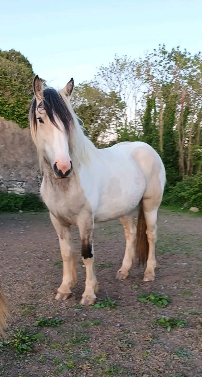 Beautiful filly - Image 4