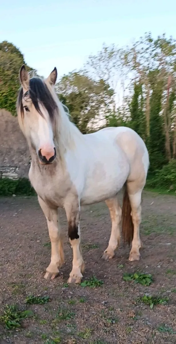 Beautiful filly - Image 1