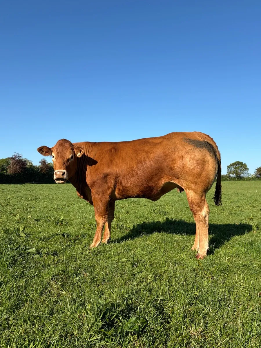 Incalf Heifers - Image 3
